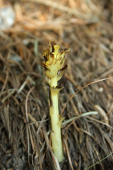 Monotropa hypopitys hypophegea
