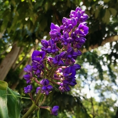 Dichorisandra thyrsiflora