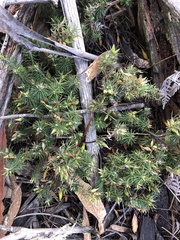 Stenanthera pinifolia