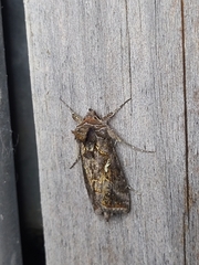 Autographa precationis