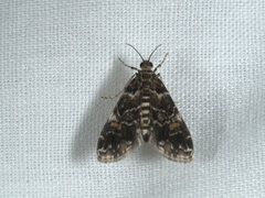 Elophila responsalis