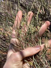 Acacia incurvaneura