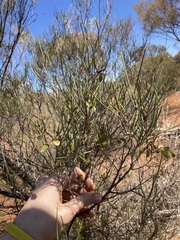 Acacia incurvaneura