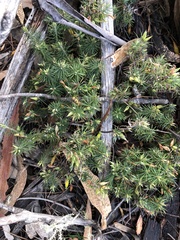 Stenanthera pinifolia