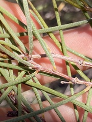 Acacia incurvaneura