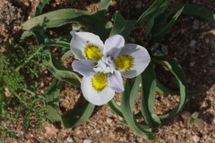 Moraea falcifolia