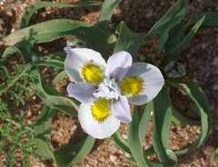 Moraea falcifolia