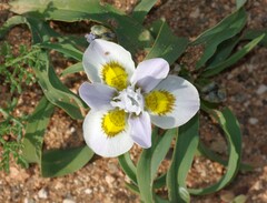 Moraea falcifolia