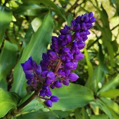 Dichorisandra thyrsiflora