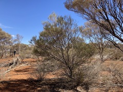 Acacia incurvaneura