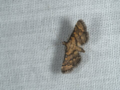 Metasia polytima