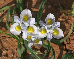 Moraea falcifolia