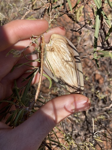 Image of Leichhardtia australis by (c) Thomas Mesaglio, some rights reserved (CC BY)