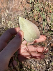 Leichhardtia australis