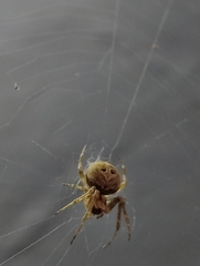Araneinae