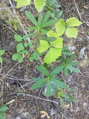 Chimaphila umbellata