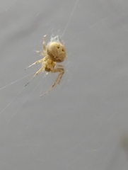 Araneinae