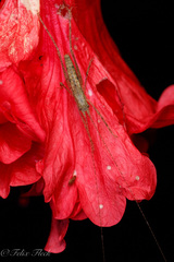 Pseudophyllinae