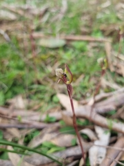 Chiloglottis trapeziformis