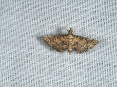Metasia polytima