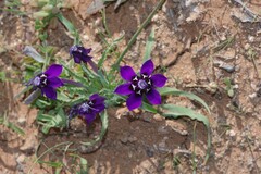 Lapeirousia oreogena