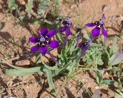 Lapeirousia oreogena