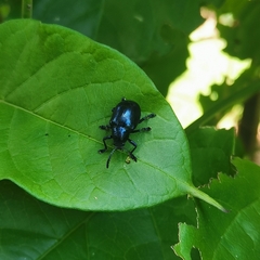 Platycorynus peregrinus