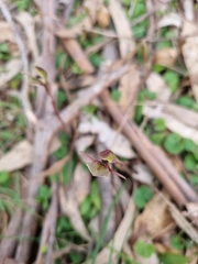 Chiloglottis trapeziformis