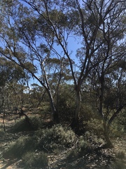 Eucalyptus oleosa oleosa
