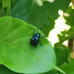 Platycorynus peregrinus