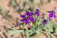 Lapeirousia oreogena