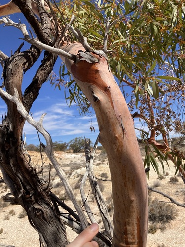 Image of Eucalyptus effusa by (c) Thomas Mesaglio, some rights reserved (CC BY)