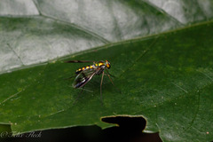 Dolichopodidae