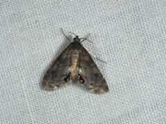 Paracataclysta fuscalis