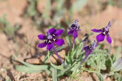 Lapeirousia oreogena