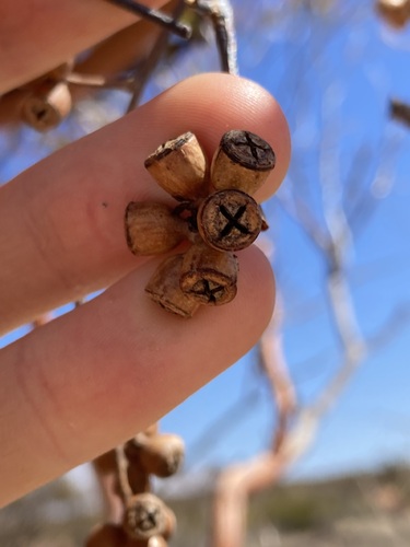 Image of Eucalyptus effusa by (c) Thomas Mesaglio, some rights reserved (CC BY)