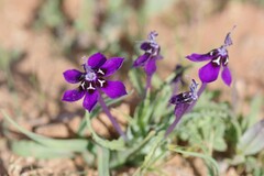 Lapeirousia oreogena