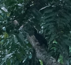 Anthracoceros malayanus