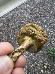 Xerocomellus diffractus