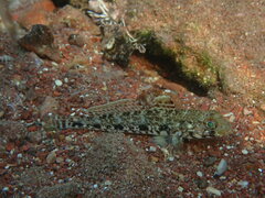 Gobius geniporus