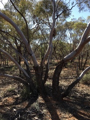 Eucalyptus oleosa oleosa