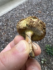 Xerocomellus diffractus