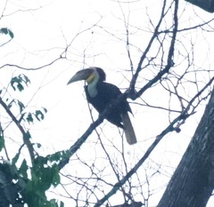 Rhyticeros undulatus