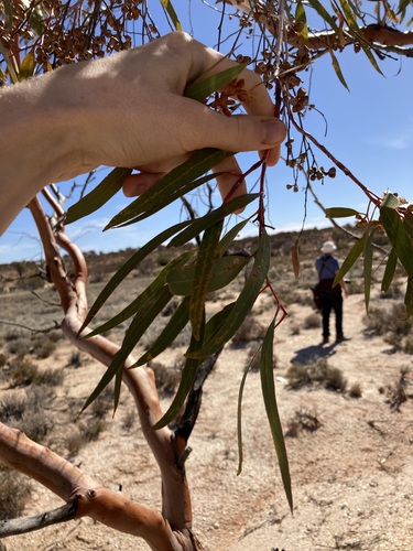 Image of Eucalyptus effusa by (c) Thomas Mesaglio, some rights reserved (CC BY)
