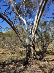 Eucalyptus oleosa oleosa