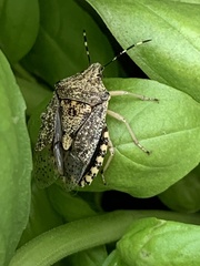 Rhaphigaster nebulosa