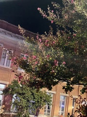 Lagerstroemia indica