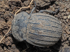 Tenebrionidae