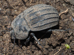 Tenebrionidae