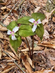 Trillium undulatum
